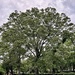 Very old and large Southern red oak not far from where I live.  by congaree