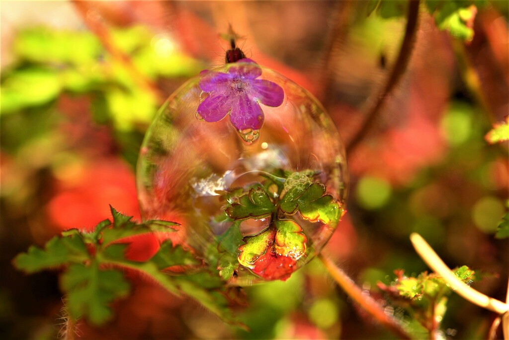 Herb Robert with soap bubble......... by ziggy77