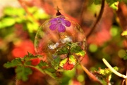 8th May 2022 - Herb Robert with soap bubble.........