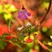 Herb Robert with soap bubble......... by ziggy77