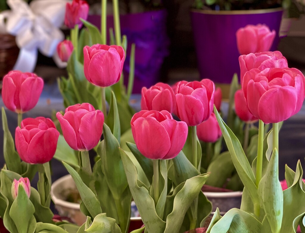 The Tulips by gardenfolk