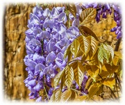 9th May 2022 - Wisteria