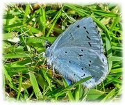 9th May 2022 - Holly Blue Butterfly