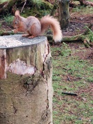 7th May 2022 - Red squirrel 