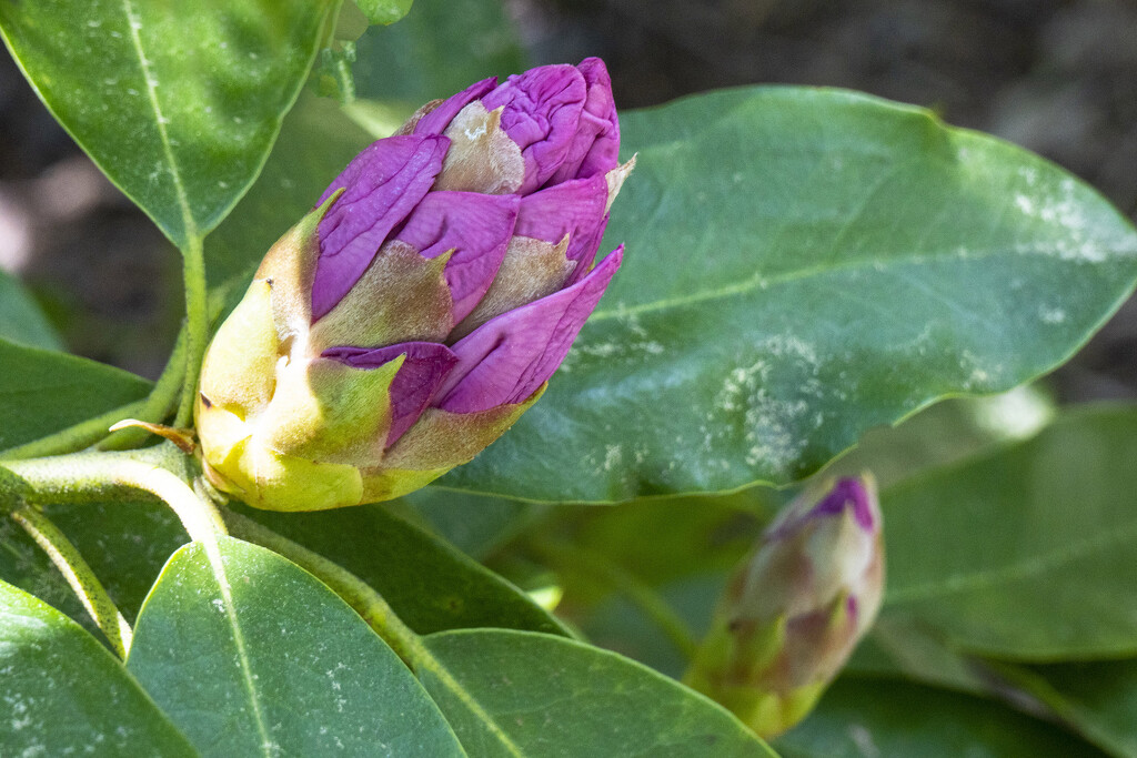 Rhododendron Bud by k9photo