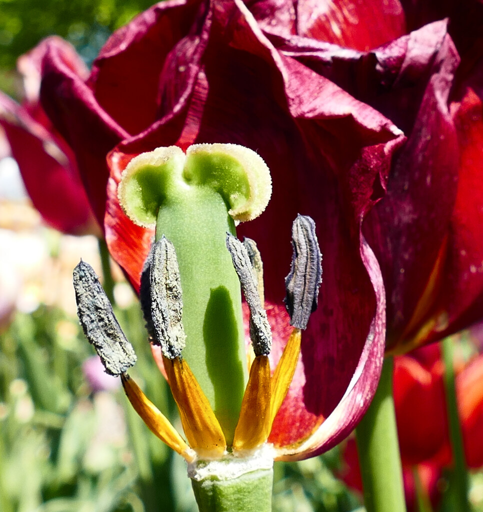 Inside the tulip by marijbar