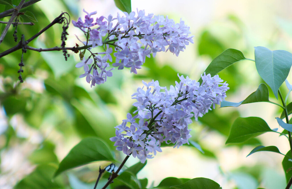 More lilacs by mittens