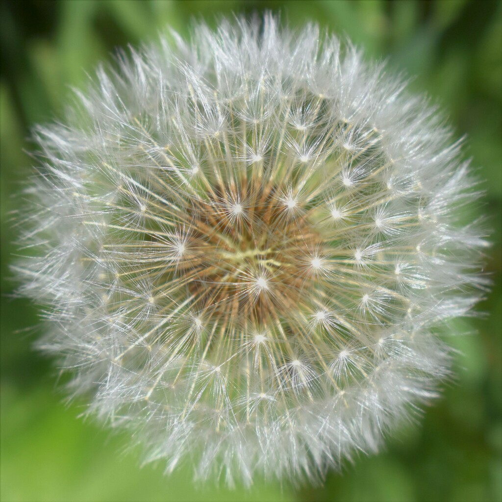 The simple dandelion - such an amazing seedhead seems to appear out of nowhere! by anitaw