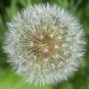 9th May 2022 - The simple dandelion - such an amazing seedhead seems to appear out of nowhere!