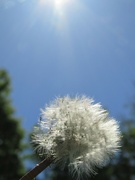 9th May 2022 - Puff of Dandelion 