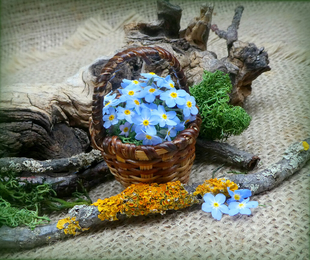 Forget -Me-Nots . by wendyfrost