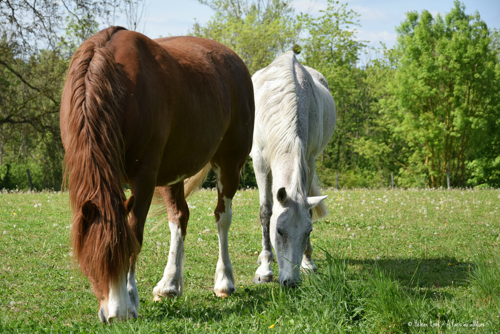 2 horses by parisouailleurs