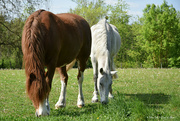 6th May 2022 - 2 horses