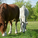 2 horses by parisouailleurs