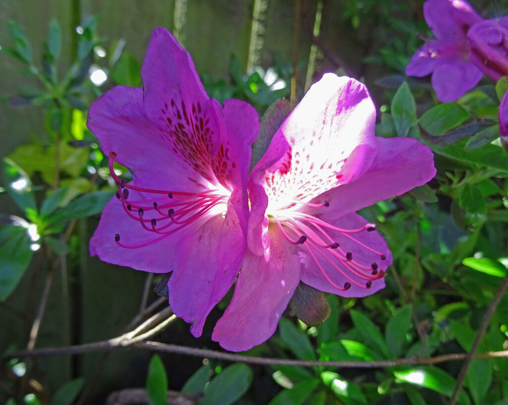Sun shining through a purple azalea. by marianj