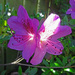 Sun shining through a purple azalea. by marianj