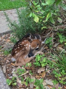 9th May 2022 - Baby Fawn. 