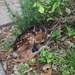 Baby Fawn.  by dkellogg