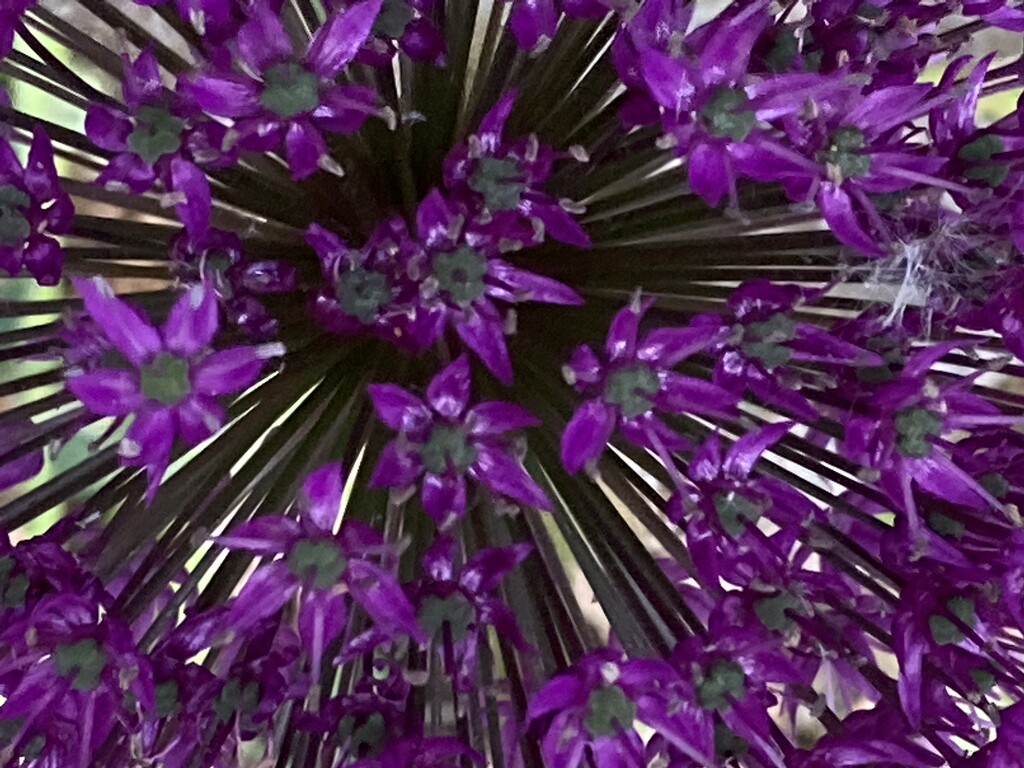 Allium Flower by cataylor41