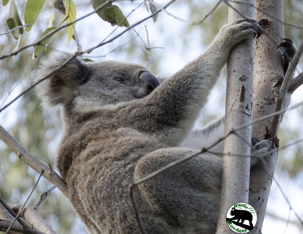 pole dancing by koalagardens