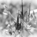 Seed crowns of the wild geranium... by marlboromaam