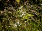 10th May 2022 - The wild grasses of May...