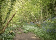9th May 2022 - Through the Woods