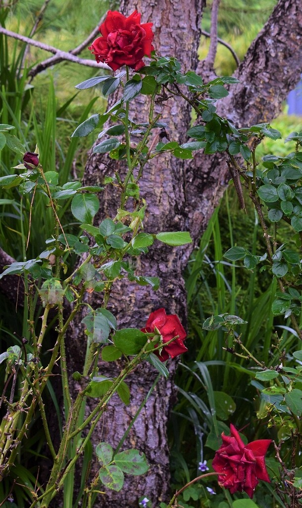  A Rose Tree Growing Wild ~ by happysnaps