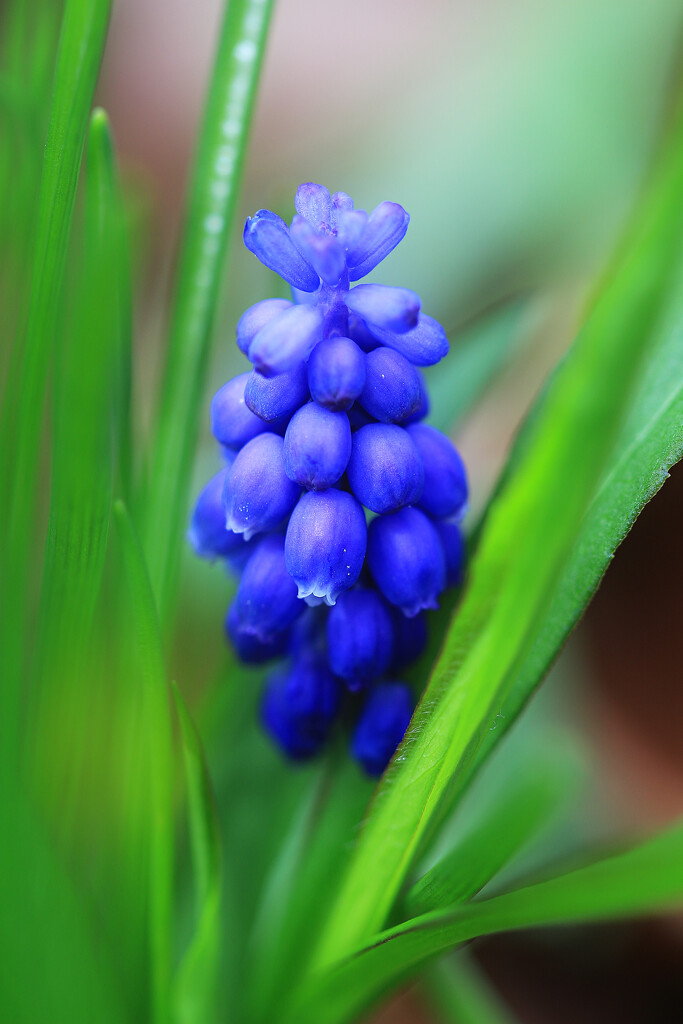 Grape Hyacinth in the Woods by juliedduncan