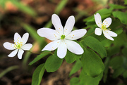 8th May 2022 - Rue Anemone