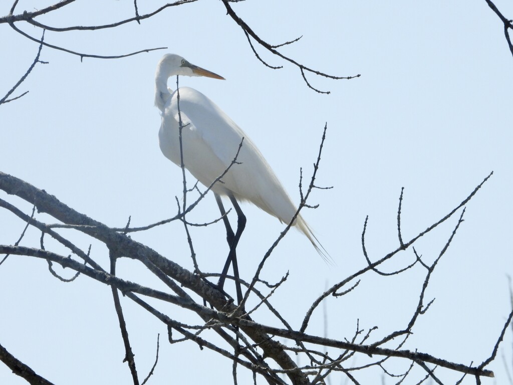 egret in a tree by amyk