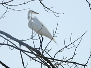 9th May 2022 - egret in a tree