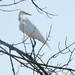 egret in a tree