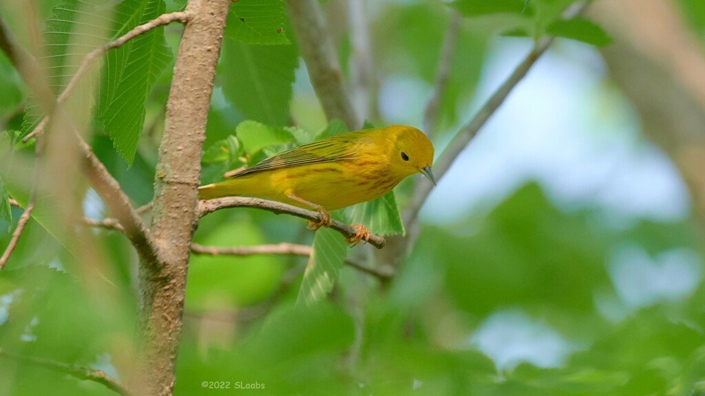129-365 Yellow Warbler by slaabs