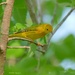 129-365 Yellow Warbler by slaabs