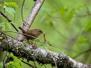 9th May 2022 - Pacific Wren