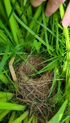 9th May 2022 - Hidden Nest