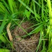 Hidden Nest