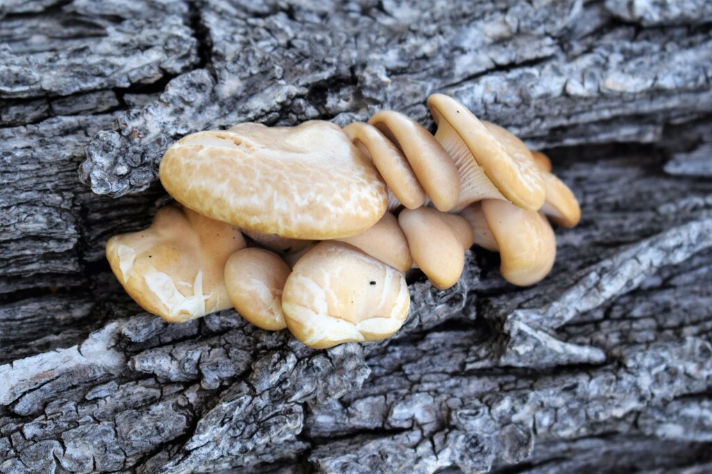 Fungi by sandlily