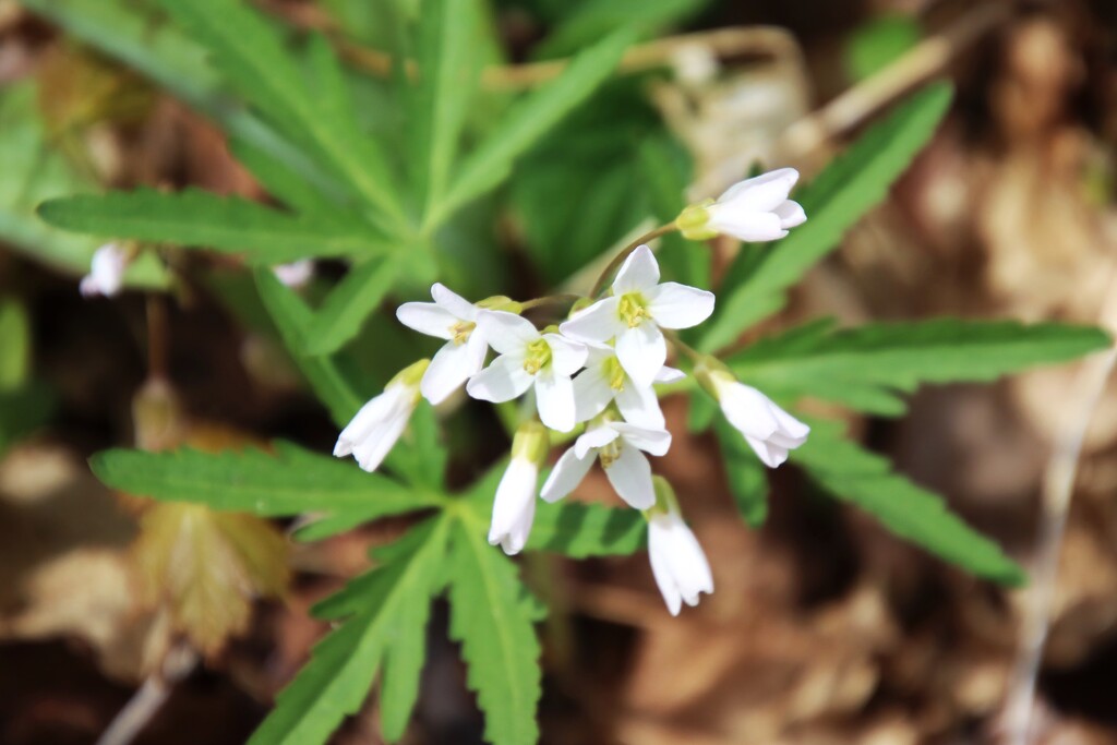 wildflower by edorreandresen