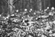 9th May 2022 - b and w trillium