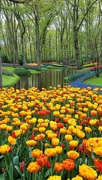 9th May 2022 - Keukenhof  Gardens