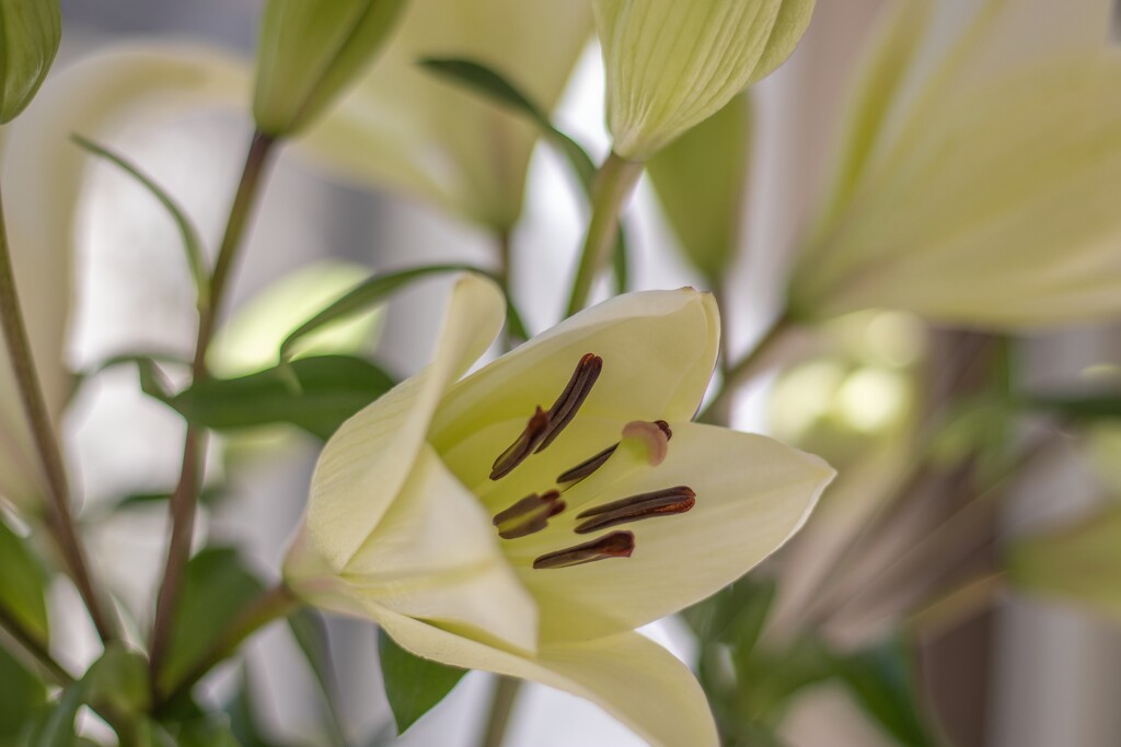 One of yesterdays lilies by ludwigsdiana