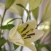 One of yesterdays lilies by ludwigsdiana