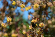 8th May 2022 - bumblebee in berberis 