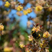 bumblebee in berberis  by parisouailleurs