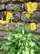 10th May 2022 - Welsh poppies