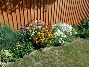 10th May 2022 - Colourful Display 