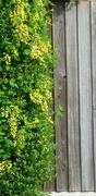 10th May 2022 - My neighbour's laburnum 