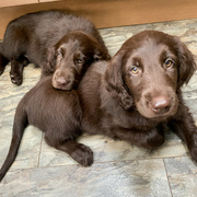 10th May 2022 - Willow and Pippa